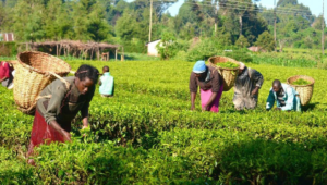 Screenshot_20250110-162741~2