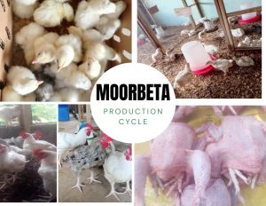 abdbd7a1-f620-4d2b-9f6c-5ef93f8d60cd