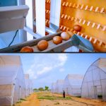 Khalil Halilu Revisits NASENI Agric Incubation Centre, Commends Progress in Kano
